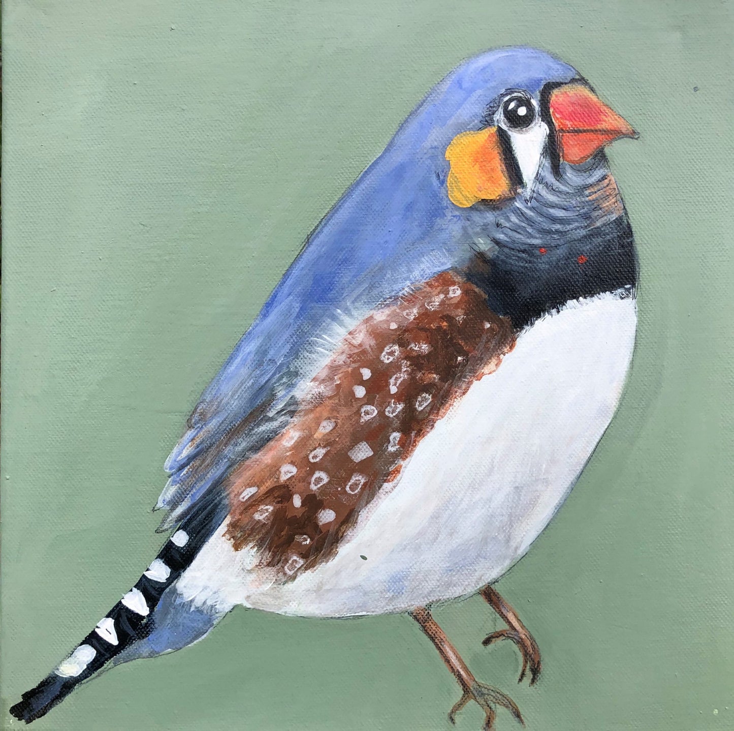 Zac the zebra finch.