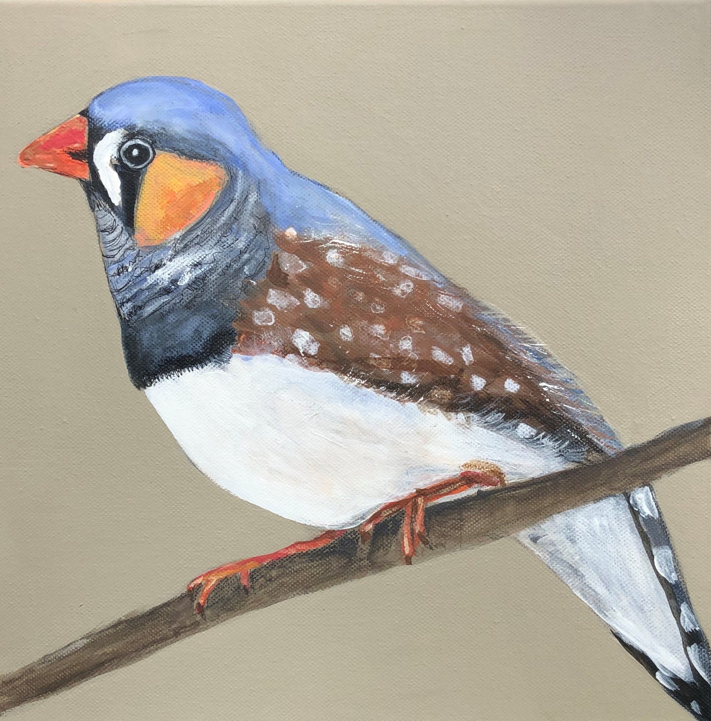 Zeta the zebra finch.